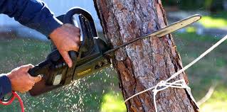 Professional Tree Removal and Landscaping Services in Redington Shores, FL